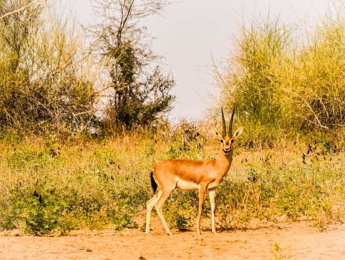 osian desert camp wild life