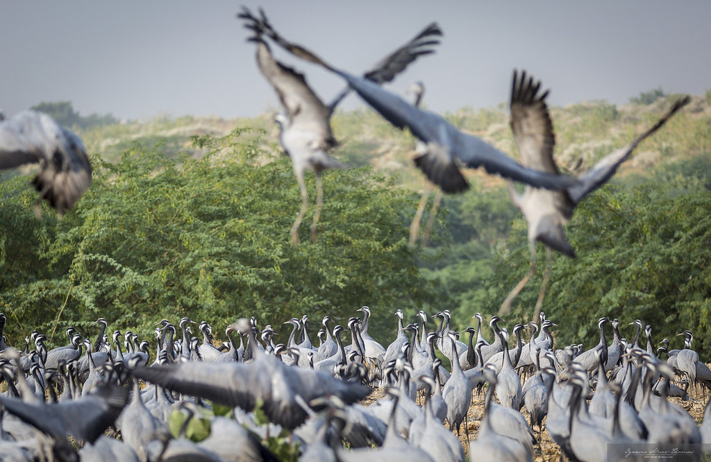 wildlife-at-aravali-heals-hacra-india.jpg